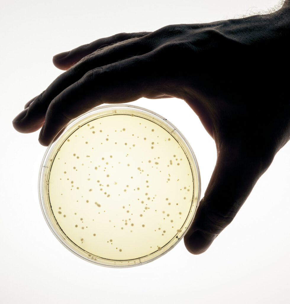Scientist's hand holding a petri dish investigation microevolution