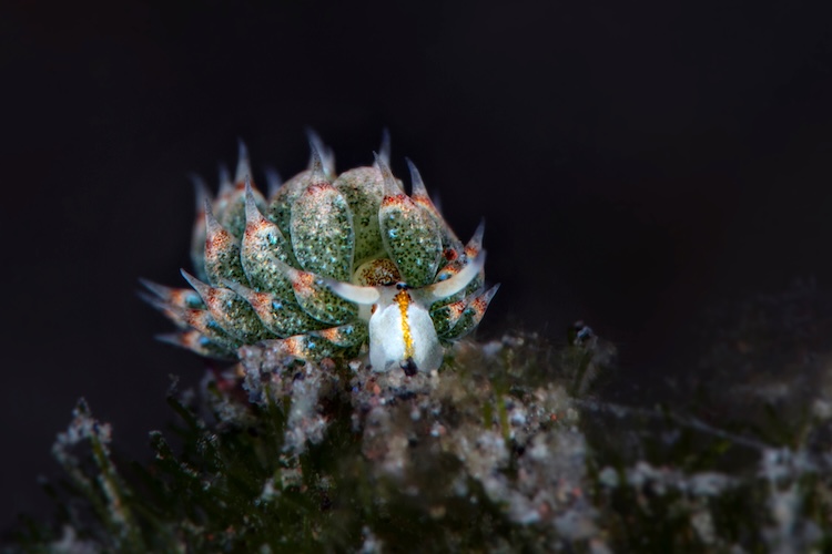 Close up of a Leaf Sheep