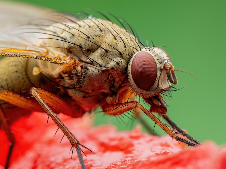 Extreme close up of an insect