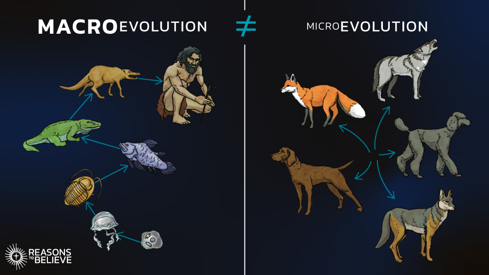 graphic of microevolution vs macroevolution - they do not equal each other