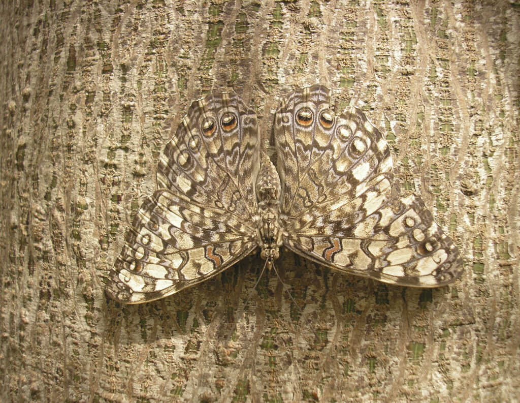 Camouflaged butterfly on a tree.