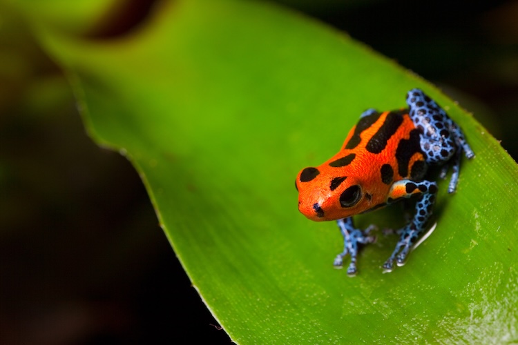 zoomed in photo of a spotted frog as an example of microevolution