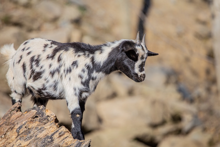 A baby goat on a mountain cliff