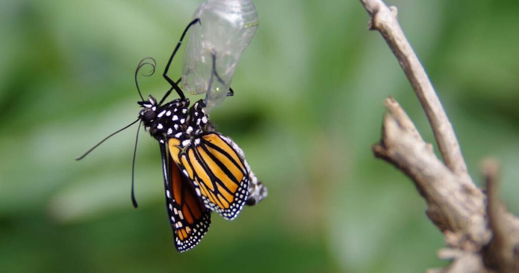 Transformation of a butterfly out of its cocoon
