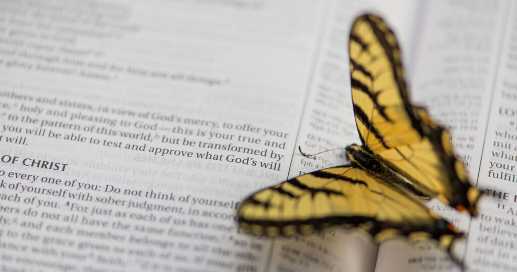 A butterfly landing on a Bible as a picture of spiritual growth