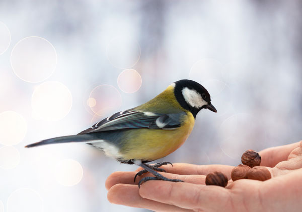 A bird eating nuts from a human hand.