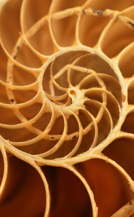 Zoomed in photo of nautilus