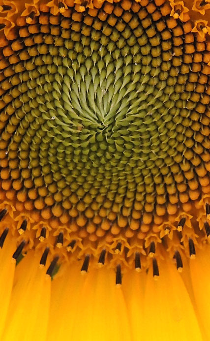 Super zoomed in photo of a yellow flower
