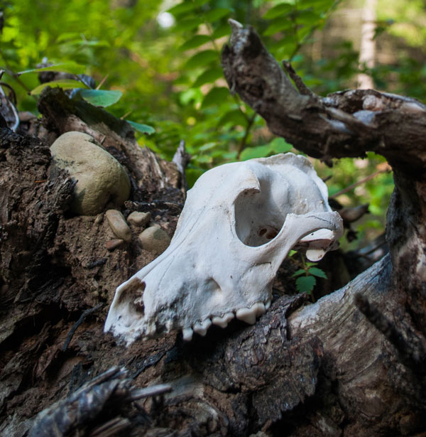 An animal skull depicting the 'problem' of animal death before the Fall