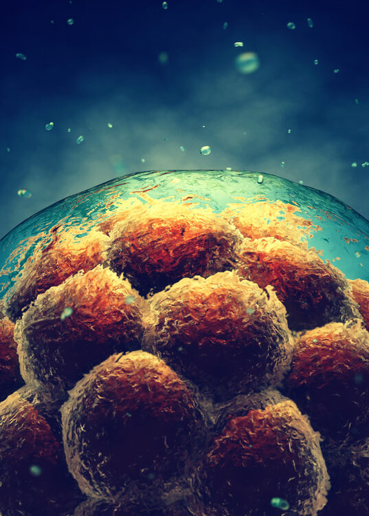 An artistic representation of human embryo cells.