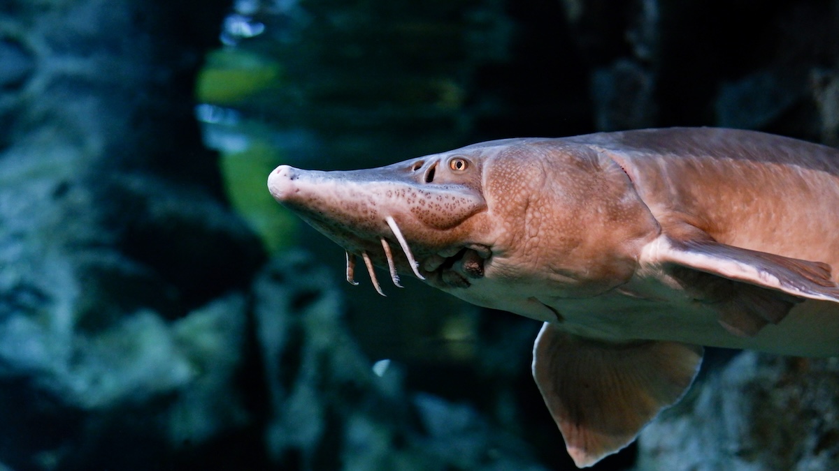 A close-up of a freshwater sturgeon, representing the fifth day of creation.