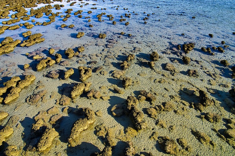 living coral and other water life in shallow water on earth