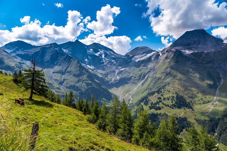 Cows and other untouched nature from the beginning of life on earth
