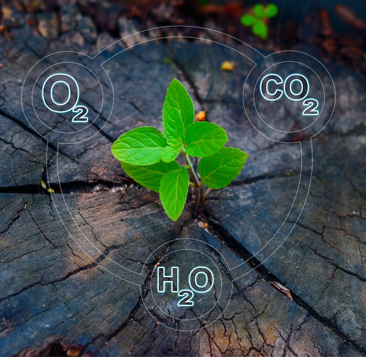 A small stump sprout with the three critical ingredients for life on earth - water, carbon dioxide, and oxygen