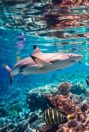 A shark and other underwater life on earth near a reef.
