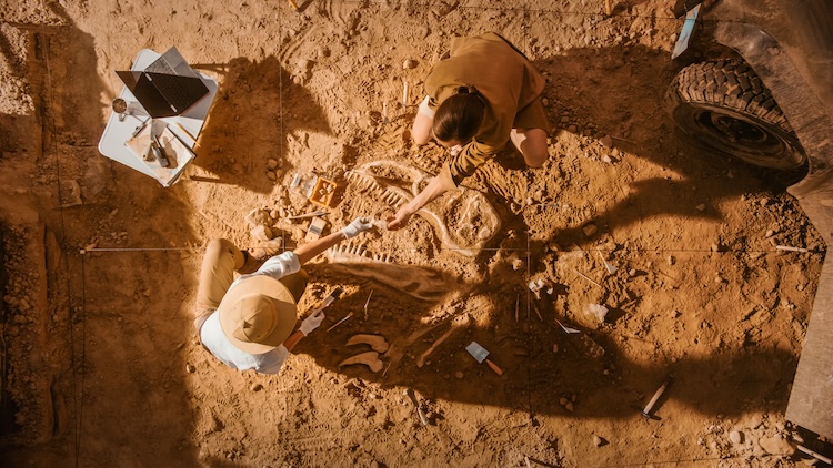 Top-down view of two paleontologists carefully brushing dinosaur fossils at a sunlit excavation site, uncovering bones from creatures that lived millions of years ago.