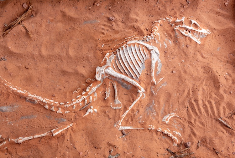 Partially uncovered Edmontosaurus ornithopod skeleton displayed like a fossil dig in reddish sand at a paleontology exhibit near Moqui Cave in southern Utah. Used to illustrate the question Why would God Kill the Dinosaurs?