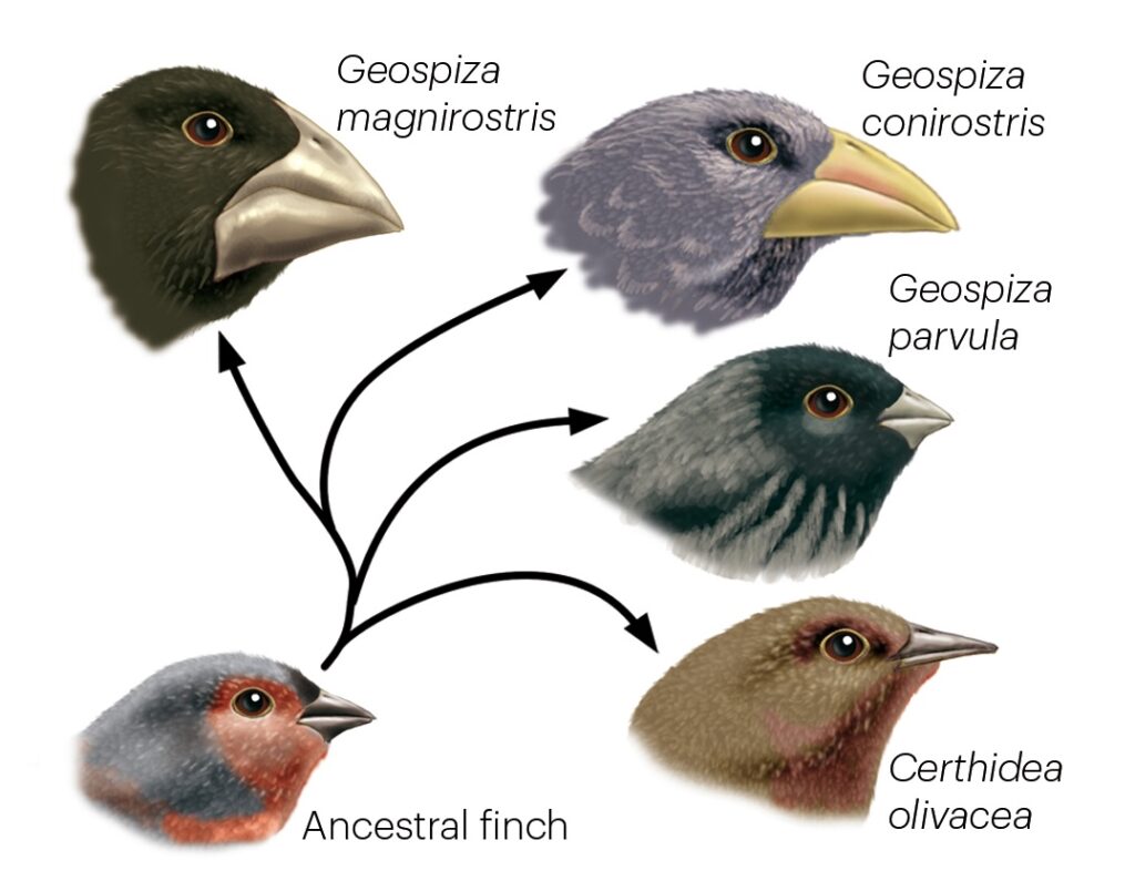 Illustration of an ancestral finch branching into multiple species—each with differently shaped beaks—showing variation and adaptation over time, an example of speciation—a type of evolution that most Christians believe in.
