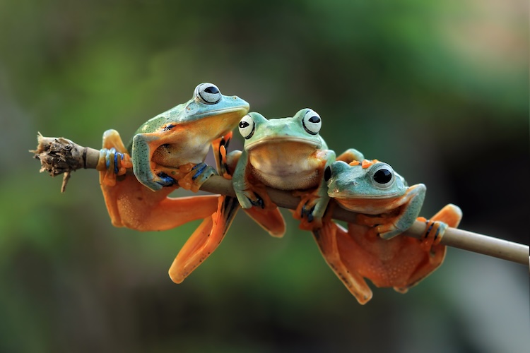 Three colorful tree frogs cling to a thin branch, illustrating the rich diversity within a single amphibian kind and how small variations in form can reflect microevolutionary change within a created design.
