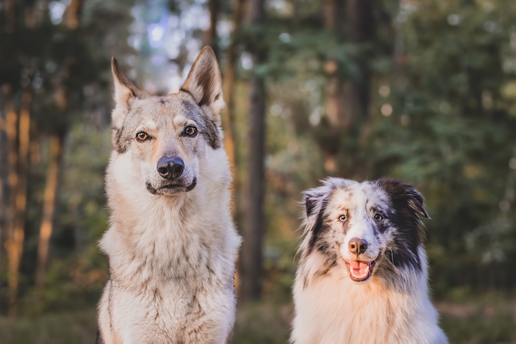 A wolf‑like canine and a domesticated dog sit side by side in a forest, illustrating microevolution, a form of evolution that most Christians believe in.