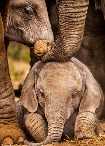 A small elephant resting on the ground, surrounded closely by larger elephants whose trunks and legs form a protective circle, illustrating the care and social bonds among animals—creatures that reflect God’s creativity though not made in the image of God.