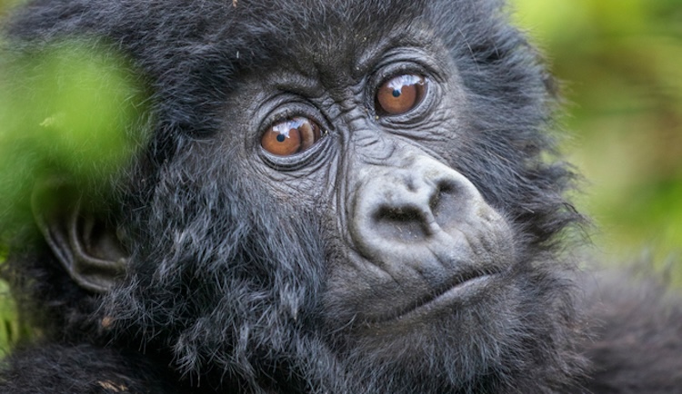 Close-up view of a baby gorilla partially framed by green foliage, illustrating a living creature that reflects God’s creativity yet is distinct from human beings, who alone were made in God's image.