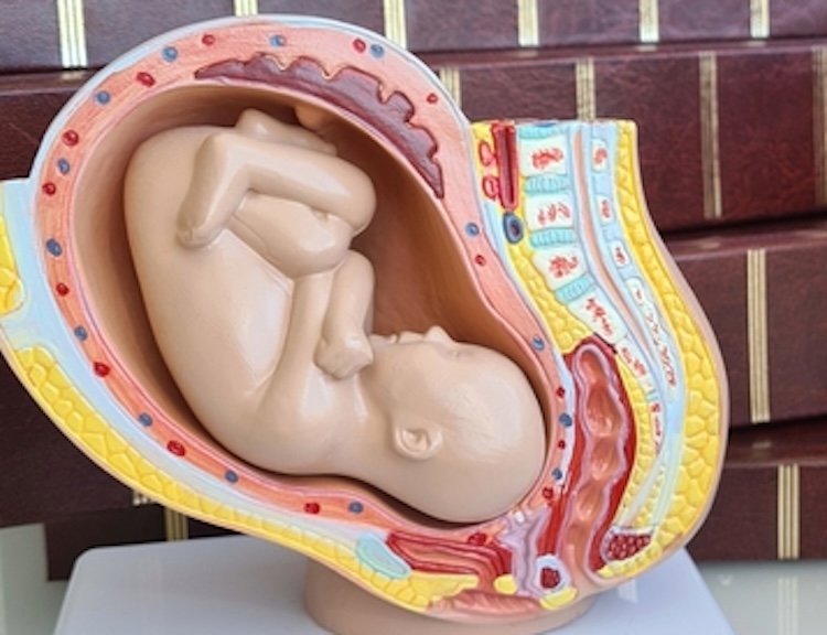 A detailed anatomical model showing a full‑term human fetus positioned inside the uterus, used to illustrate prenatal development in the context of discussions about abortion and the Bible.
