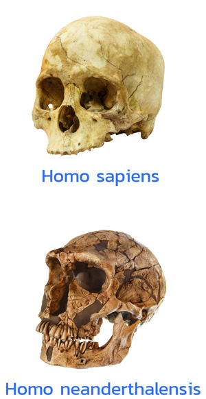 A Homo sapiens skull and a Homo neanderthalensis skull.