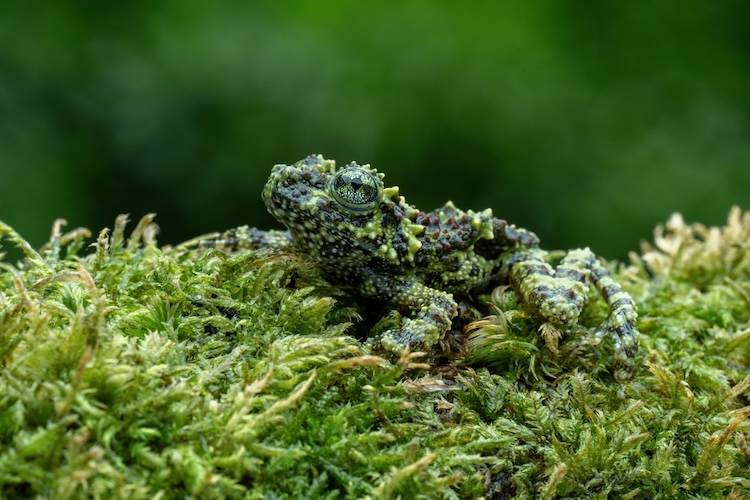 A camouflaged lizard in moss
