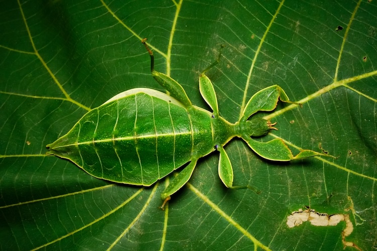 A very well camouflaged insect on a large leaf