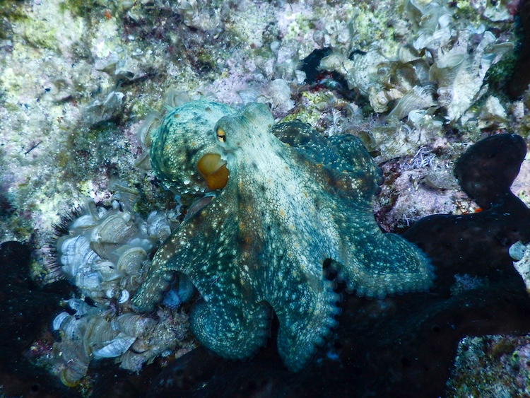 Camouflaged octopus amidst coral as a picture of divine hiddenness