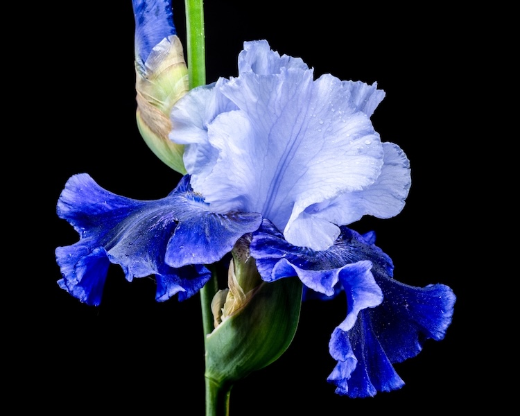 A vibrant blue iris flower with delicate ruffled petals and a green stem against a black background.