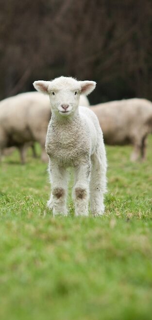 A fluffy lamb stands on green grass, facing the camera, with other sheep blurry in the background.