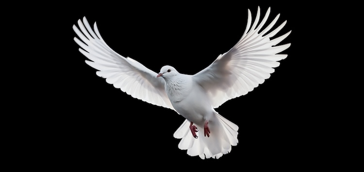 A white dove with outstretched wings gracefully soars against a black background.