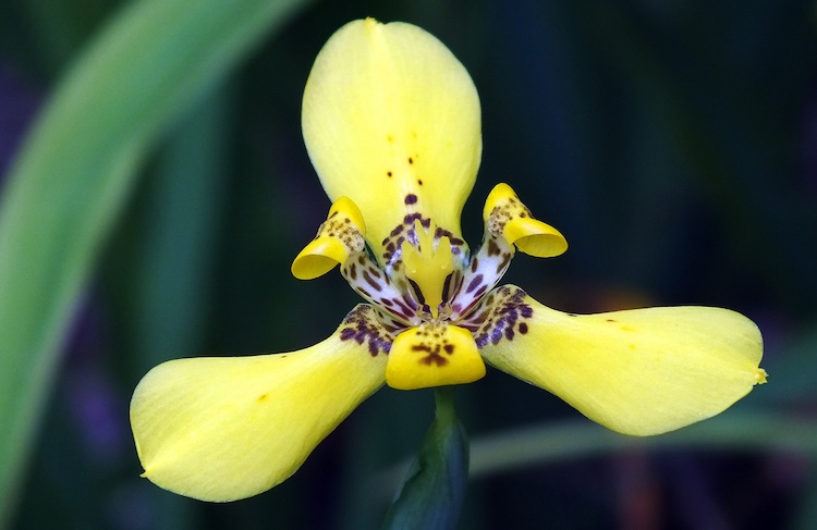 Close-up of a vibrant yellow flower with three large petals and spotted dark brown patterns, set against a blurred green and dark background.