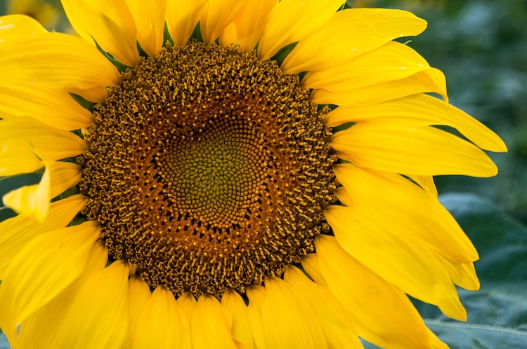 Close-up of a vibrant sunflower with bright yellow petals and a textured brown center.