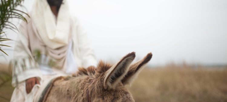 Jesus riding on a donkey.