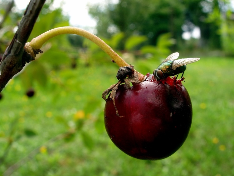 A close-up of a fly perched on a pomegranate, feeding on its juicy seeds.