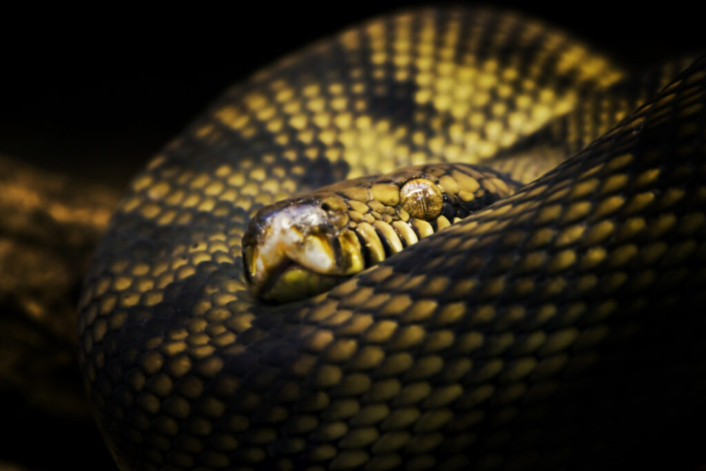 A menacing yellow and black serpent curled in the dark, evoking the biblical serpent from Eden.