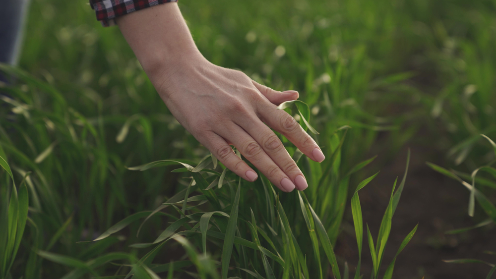 Hand brushing through tall grass outdoors, symbolizing stepping away from screens and overcoming social media addiction.