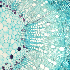Explore Our Online Courses