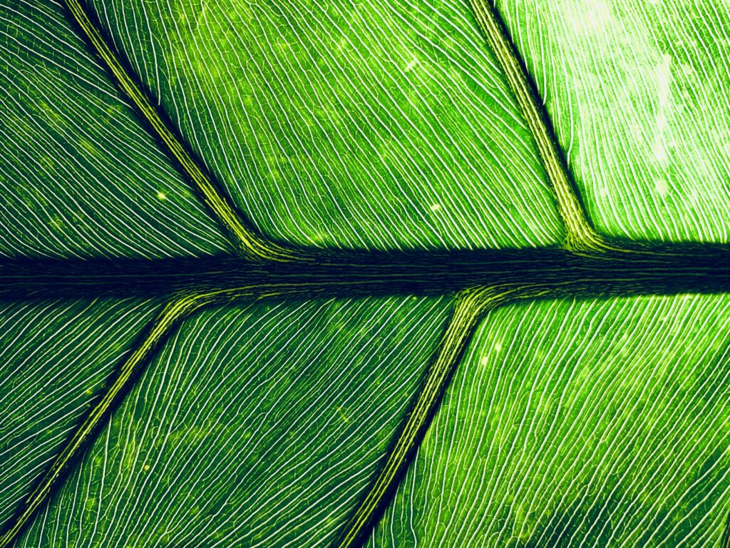 Zoomed in view of the incredible detail of a green leaf God created on earth