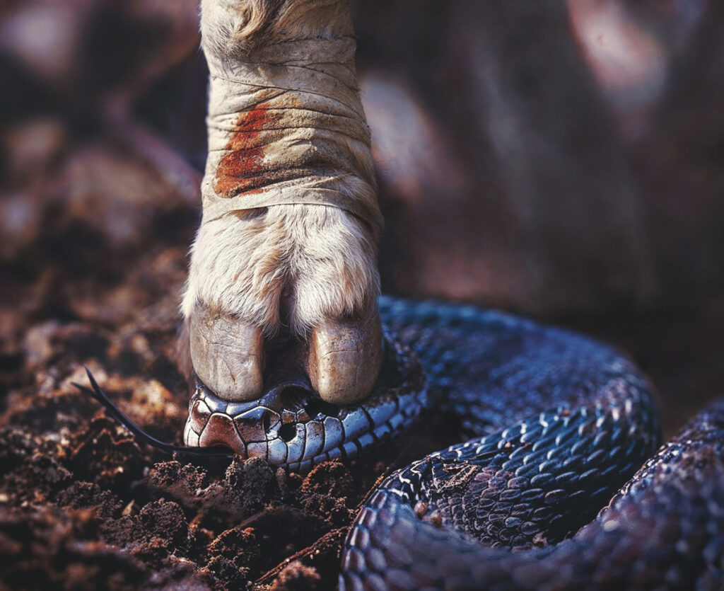 The foot of a wounded lamb (Jesus: the Second Adam) crushing the head of a snake