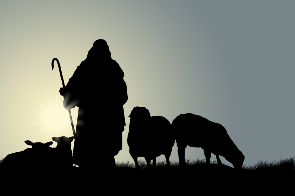 A good shepherd caring for his sheep