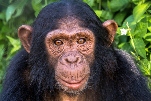 Side‑by‑side photo of a young girl with flowers in her hair and a chimpanzee, illustrating a comparison often used in discussions about human origins and human evolution. The image contrasts modern humans with modern apes, emphasizing the differences between them.