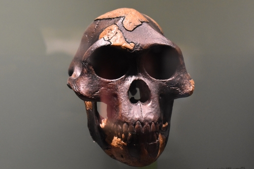 A dark brown, partially reconstructed skull commonly associated with Lucy (Australopithecus afarensis), often referenced in discussions of human origins and human evolution. The fossil shows a small braincase, prominent brow ridges, and preserved teeth. Frequently used to promote the idea that humans have evolved from earlier ape‑like species over millions of years.