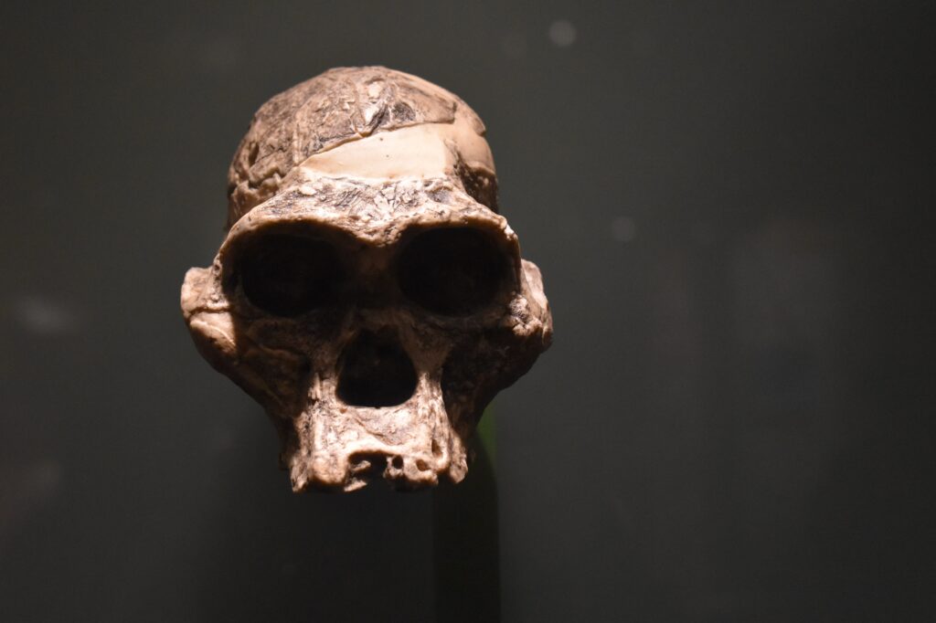 An early human human skull from archaeology