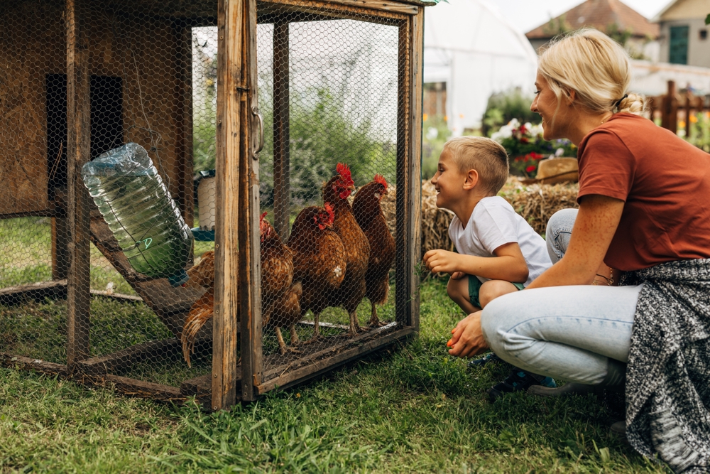 A mother and son enjoying chickens in a roost as they all are alive with spirits
