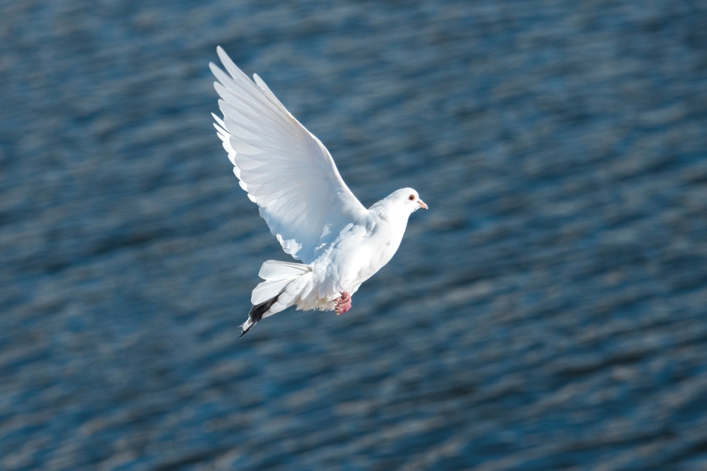 A dove flying through the air