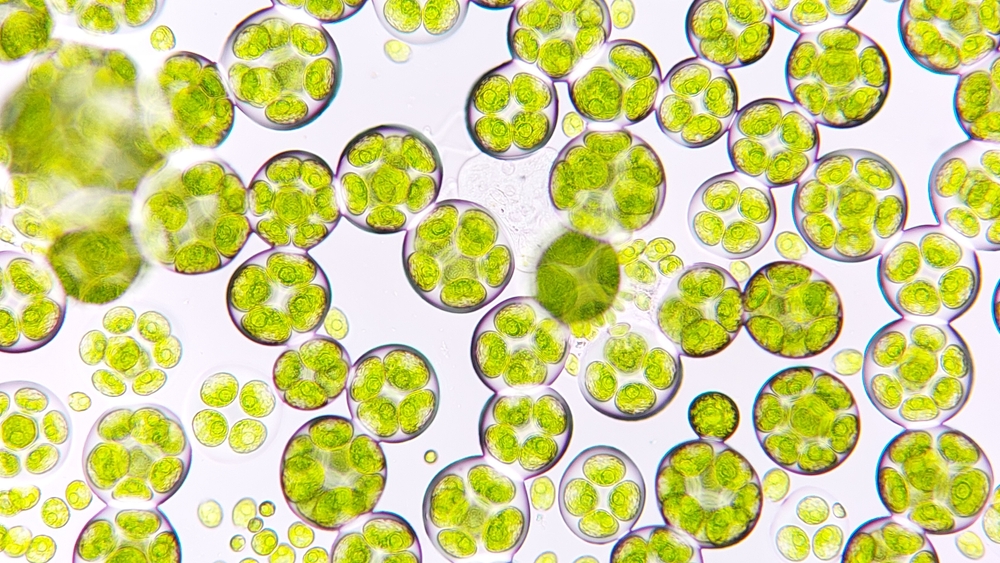 Microscopic view of living cells illustrating the complexity of life sometimes described as a miracle.